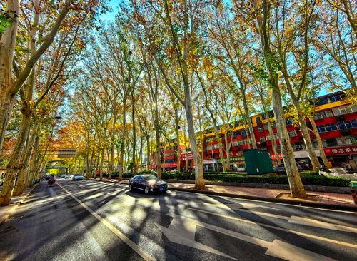 梧桐大道,穿越时光的绿色长廊