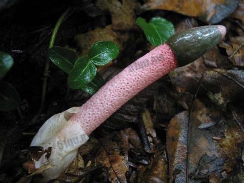 蛇头菌图片,大自然的神奇馈赠